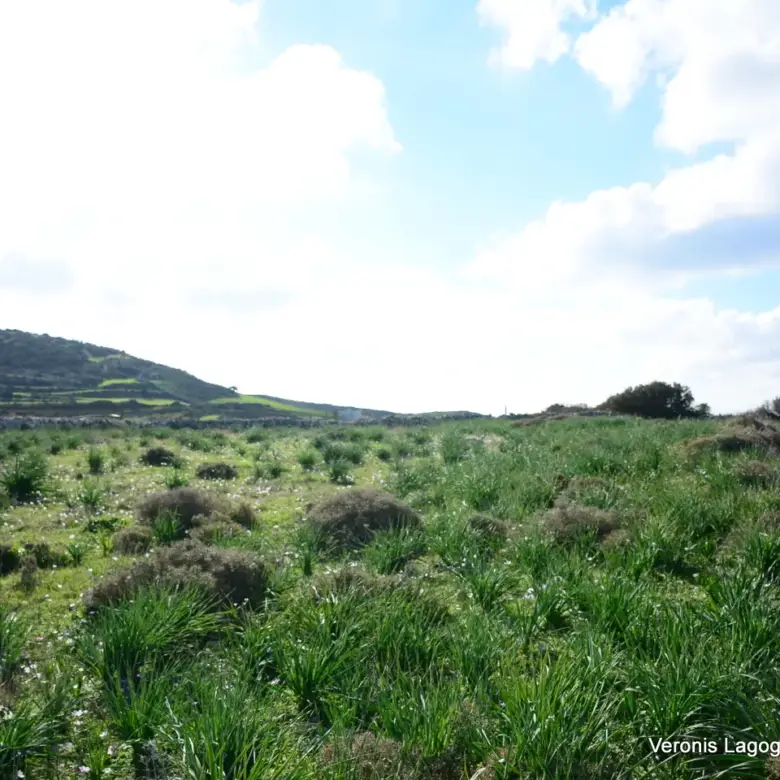 Kastraki Naxos/Plot of land of 4,098 m²/640615