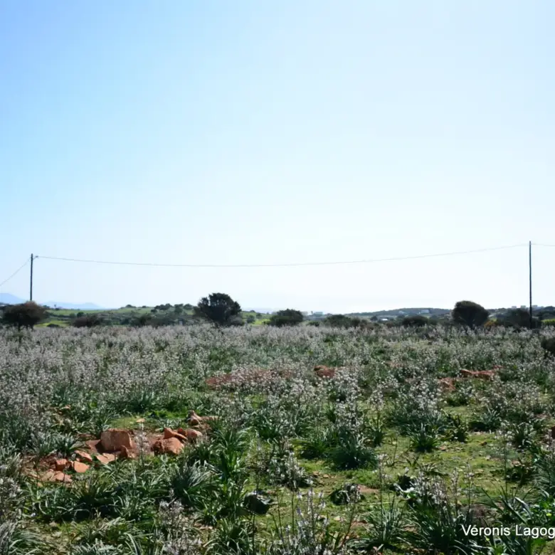 Kamaria Alyko / Plot with Building Permit for Two Villas / 640616
