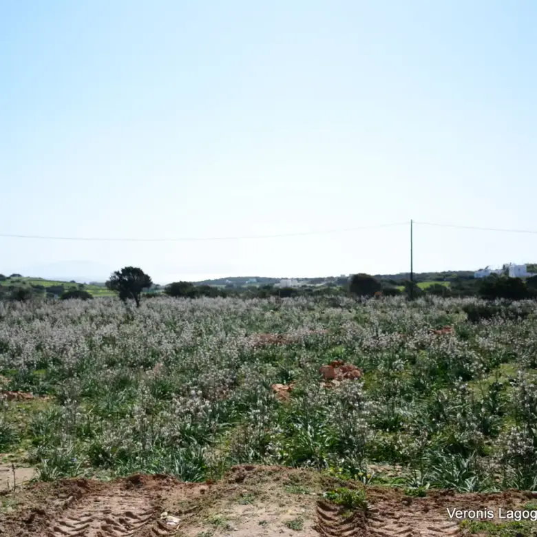 Kamaria Alyko / Plot with Building Permit for Two Villas / 640616