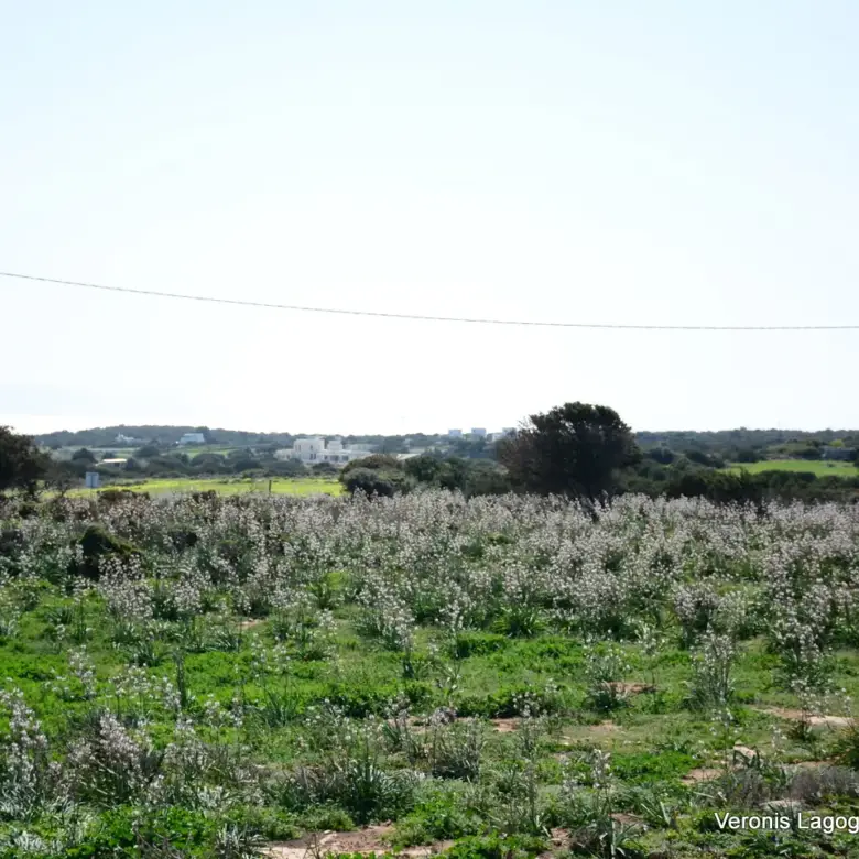 Kamaria Alyko / Plot with Building Permit for Two Villas / 640616