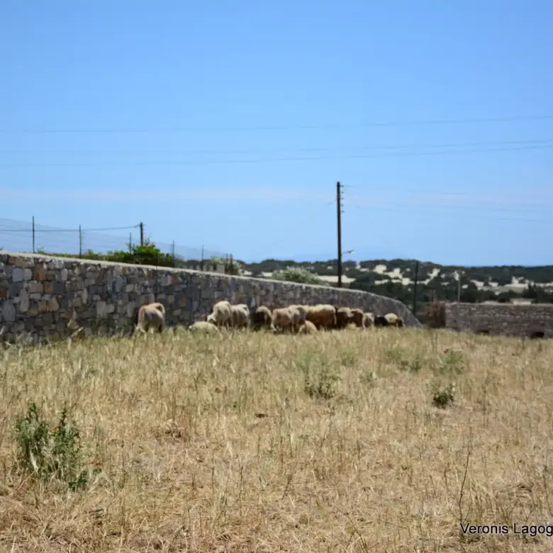 Γλυφάδα Νάξου – Αγροτεμάχιο 4.556m2 / 640630