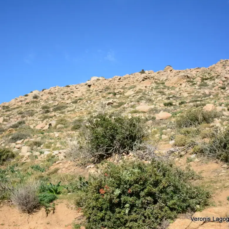 Αγκίδια Νάξου – Αγροτεμάχιο 4.230m2 / 640659