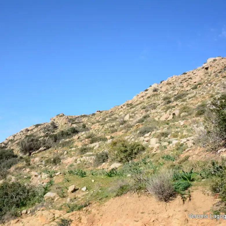 Αγκίδια Νάξου – Αγροτεμάχιο 4.230m2 / 640659