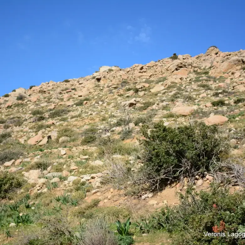 Αγκίδια Νάξου – Αγροτεμάχιο 4.230m2 / 640659