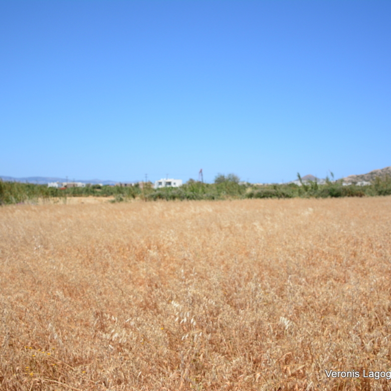 Plaka Naxos – Plot 2.500m2 / 640680