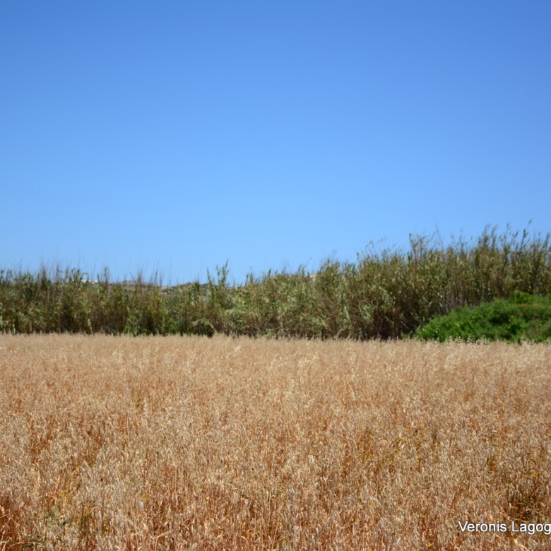 Plaka Naxos – Plot 2.500m2 / 640680
