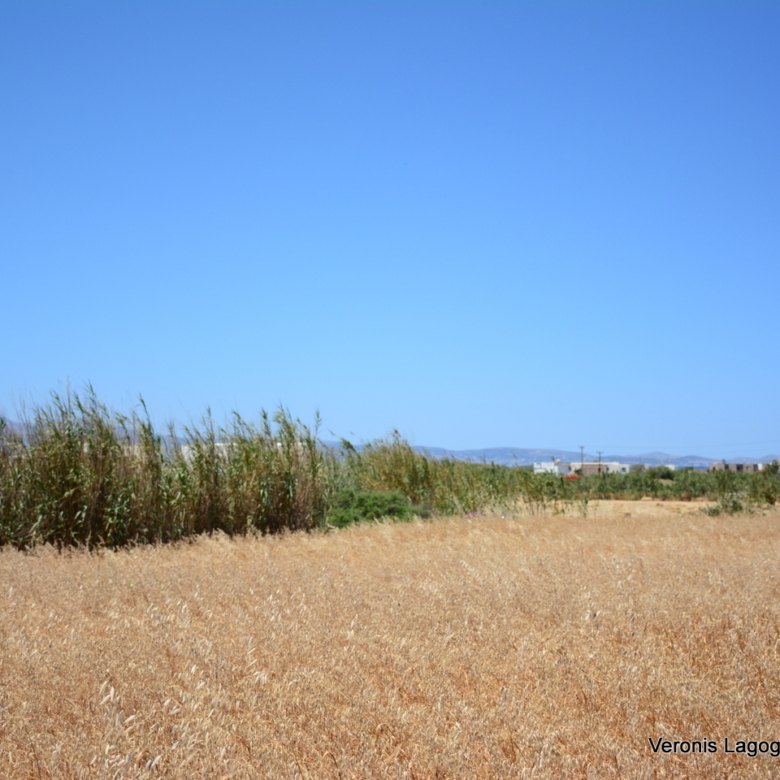 Plaka Naxos – Plot 2.500m2 / 640680