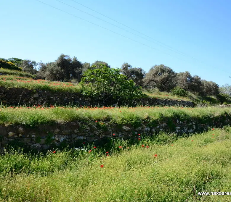 Moni Naxos – Plot 4.030m2 / 640686