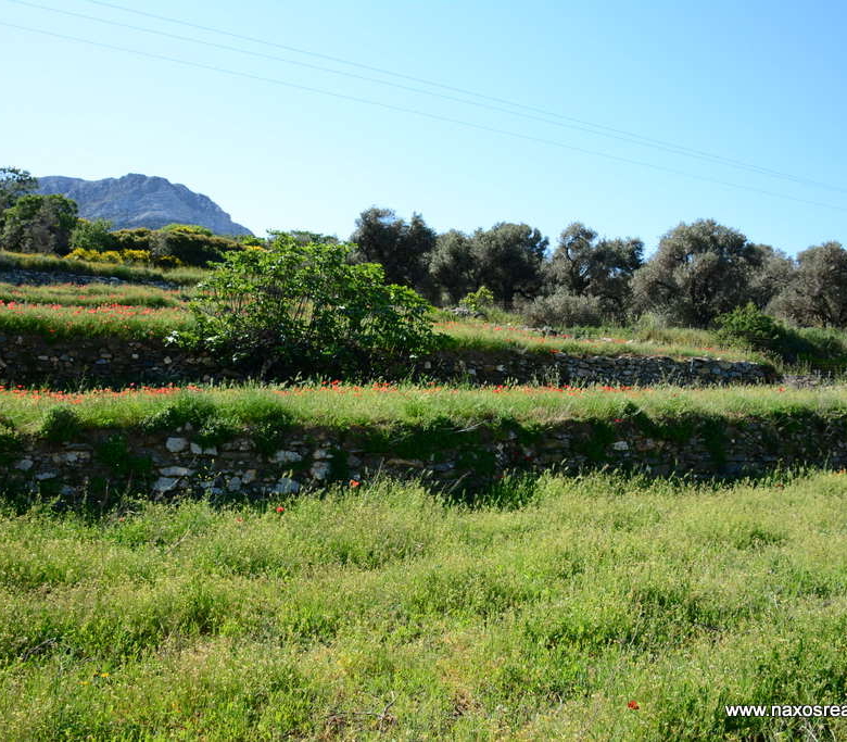 Μονή Νάξου – Αγροτεμάχιο 4.030m2 / 640686