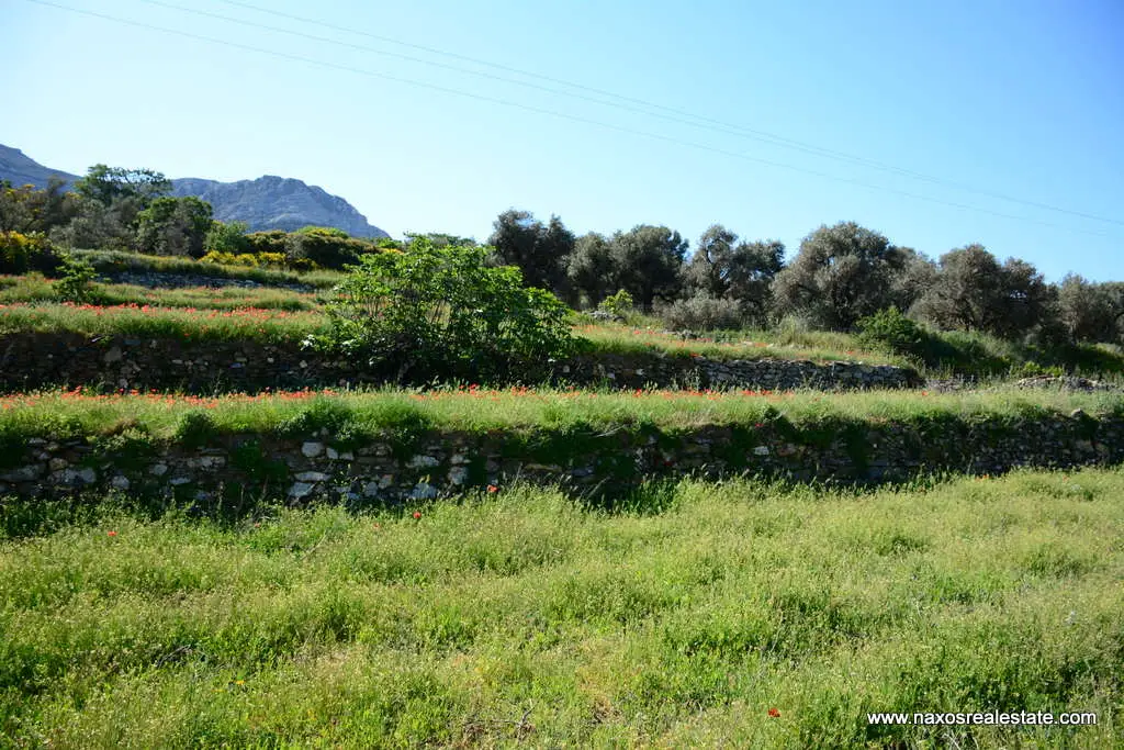 Moni Naxos – Plot 4.030m2 / 640686