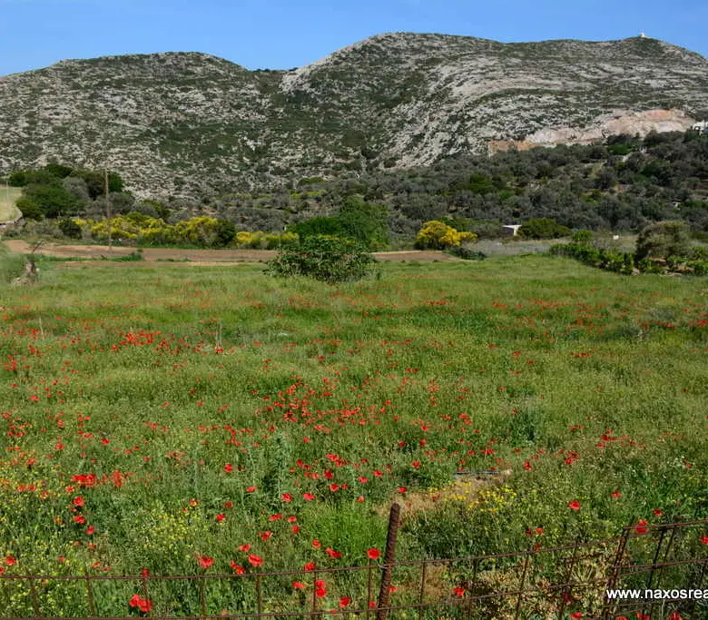 Moni Naxos – Plot 4.030m2 / 640686