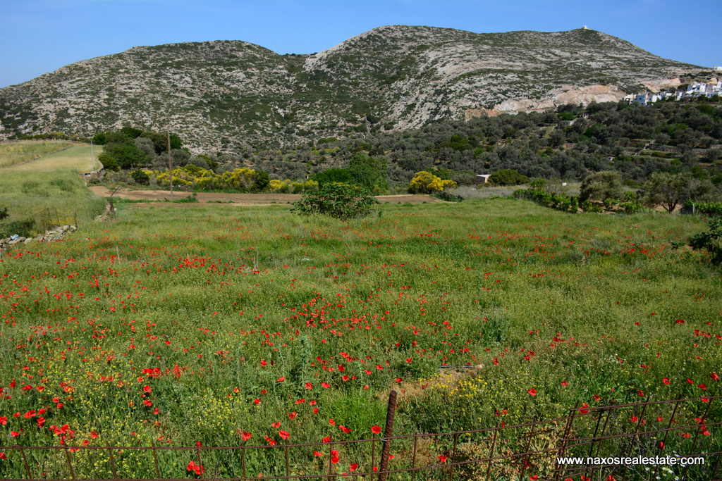 Moni Naxos – Plot 4.030m2 / 640686