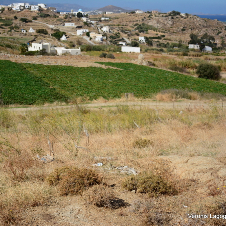 Γαλανάδο Νάξος / Οικόπεδο 1000m2 / 640691
